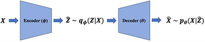 Explaining deep learning-based representations of resting state functional connectivity data: focusing on interpreting nonlinear patterns in autism spectrum disorder